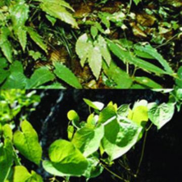 Epimedium Extract